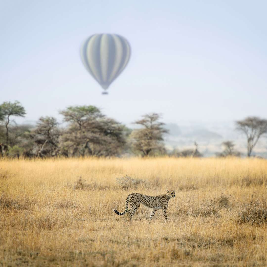 African safari landscape showcasing our heritage