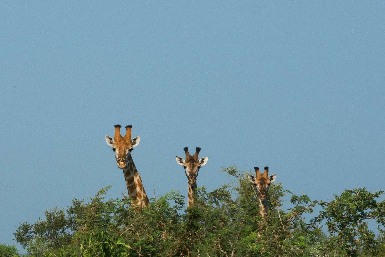 African safari sunset