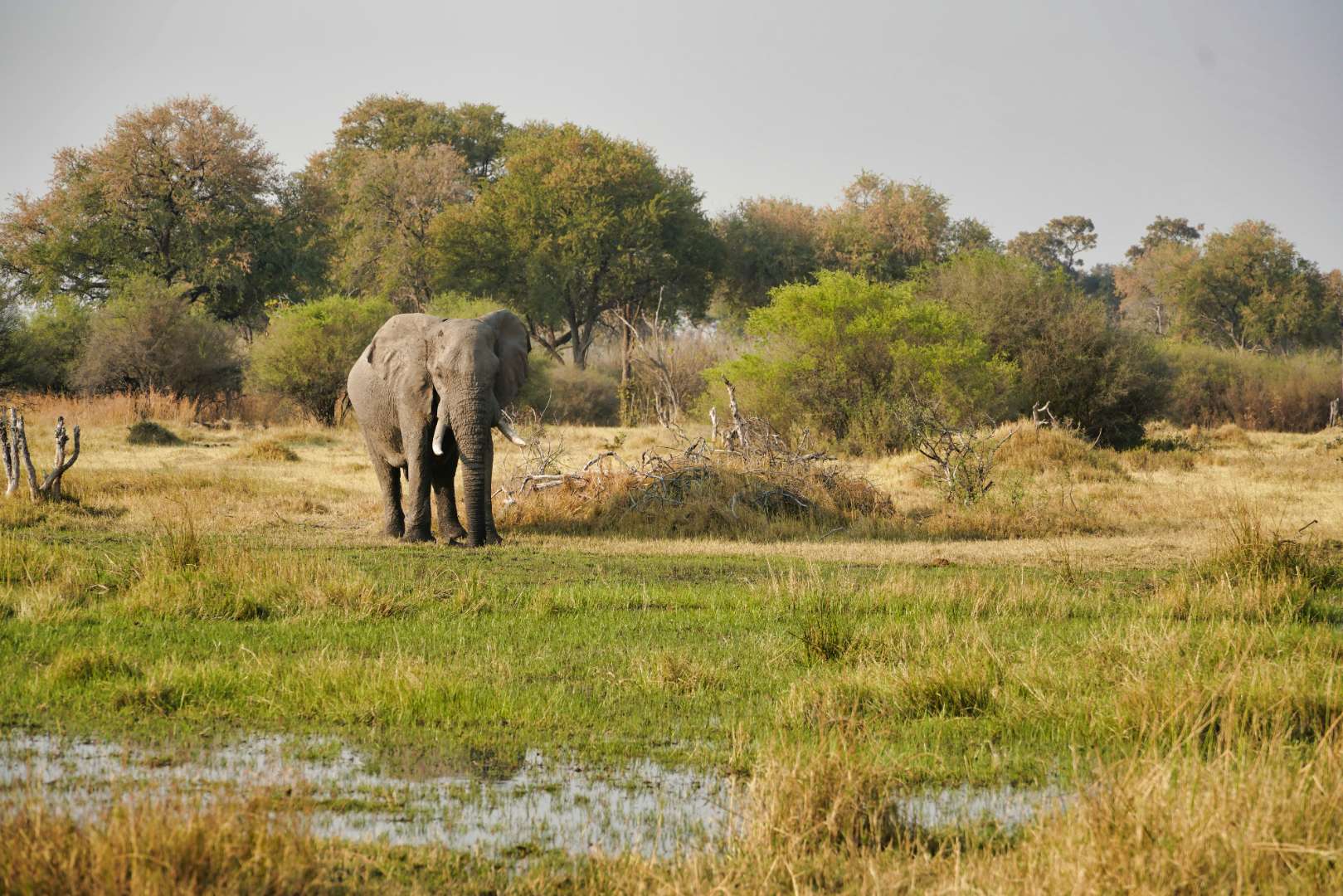Botswana safari destination
