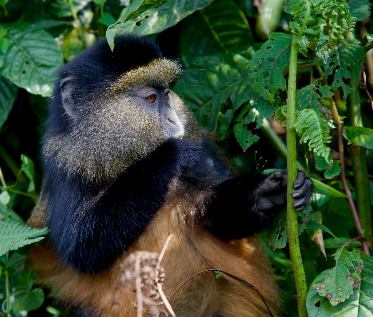 Rwanda safari destination
