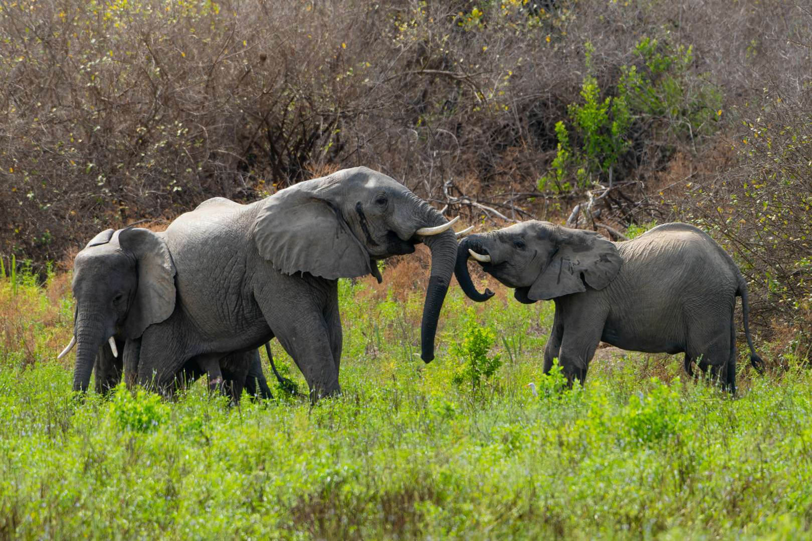 Zanzibar safari destination