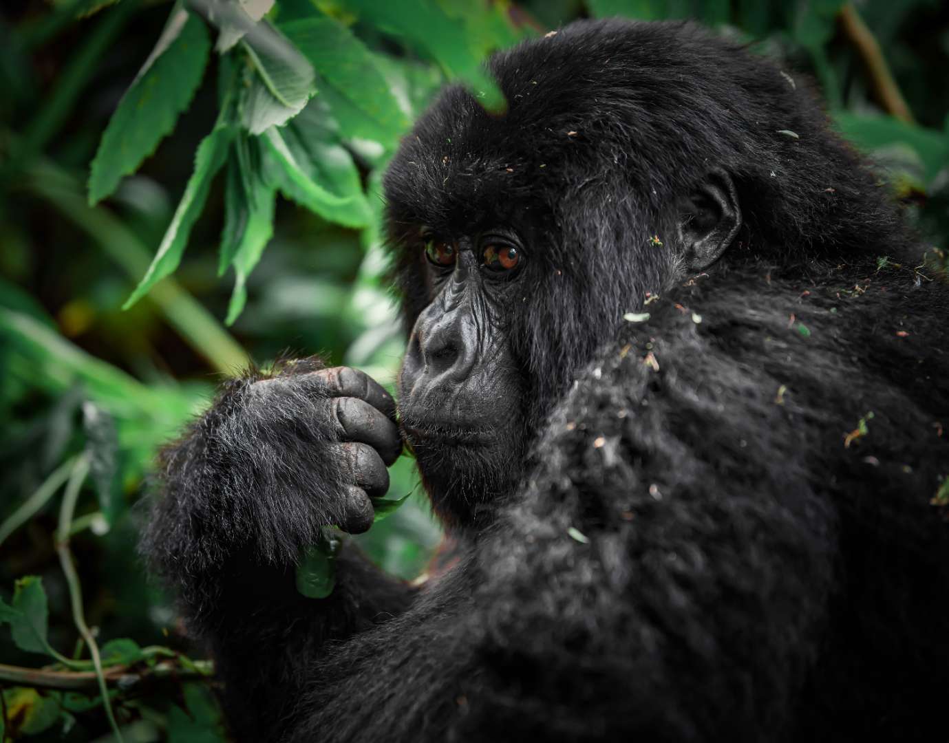 Uganda safari destination