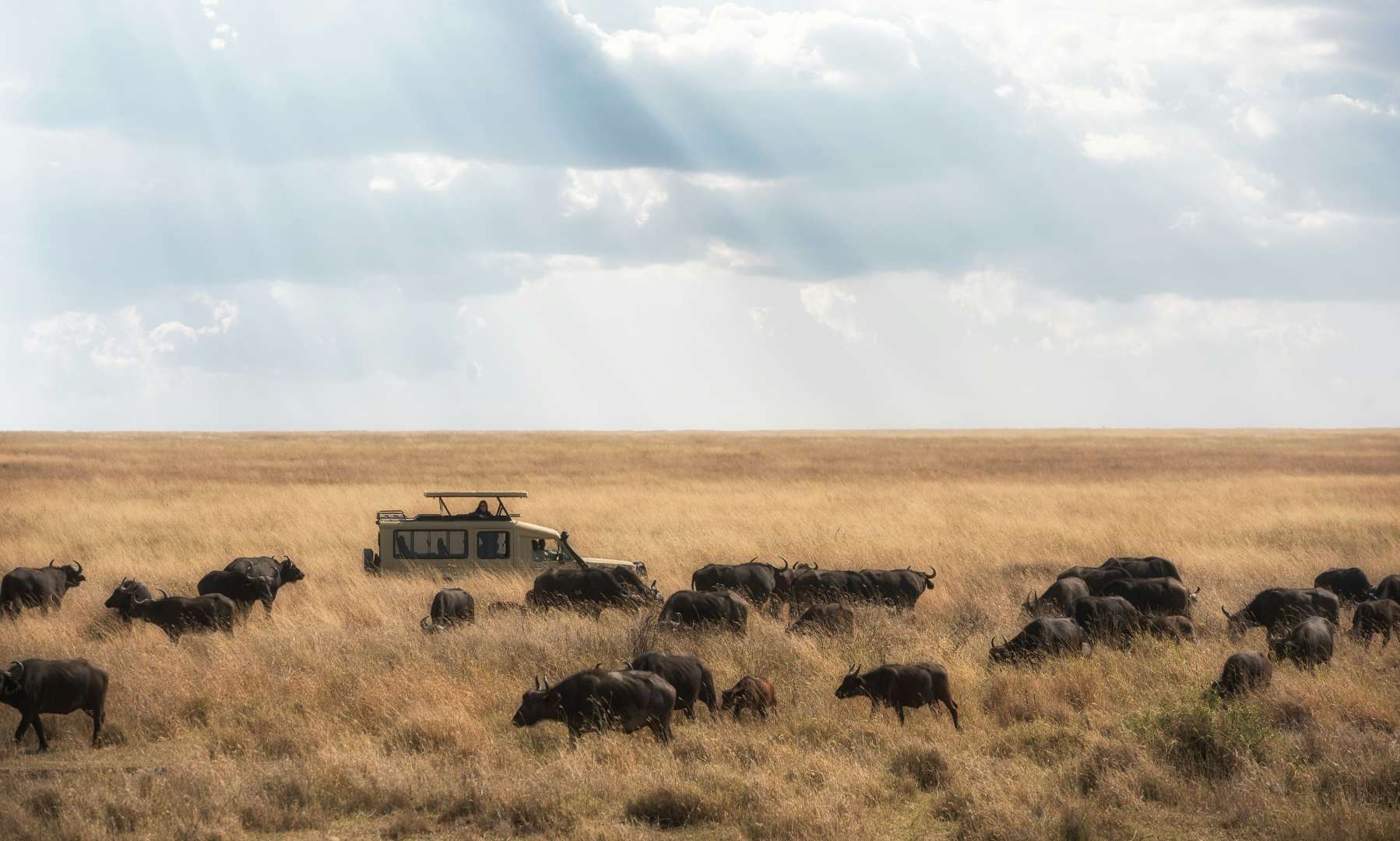 Safari vehicle among buffalo herd in African savanna