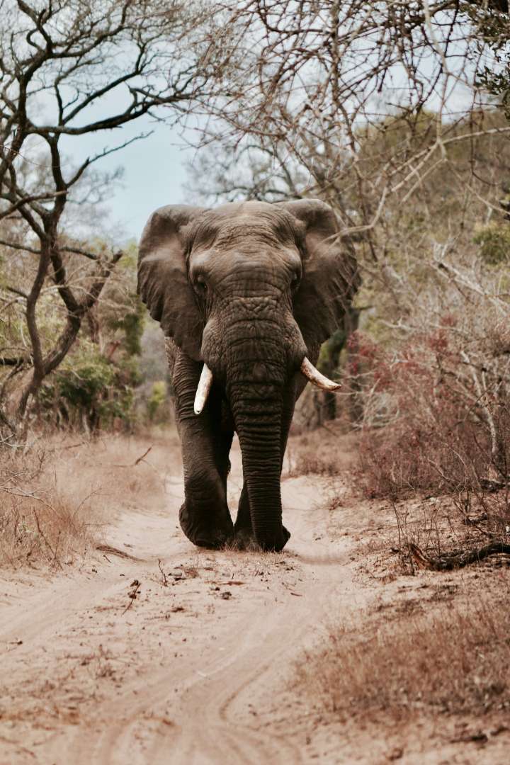 Portrait of safari guide with wildlife