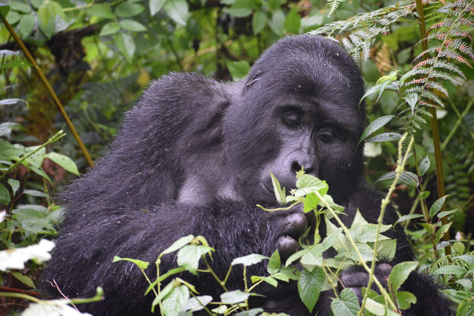 Gorilla Trekking Expedition