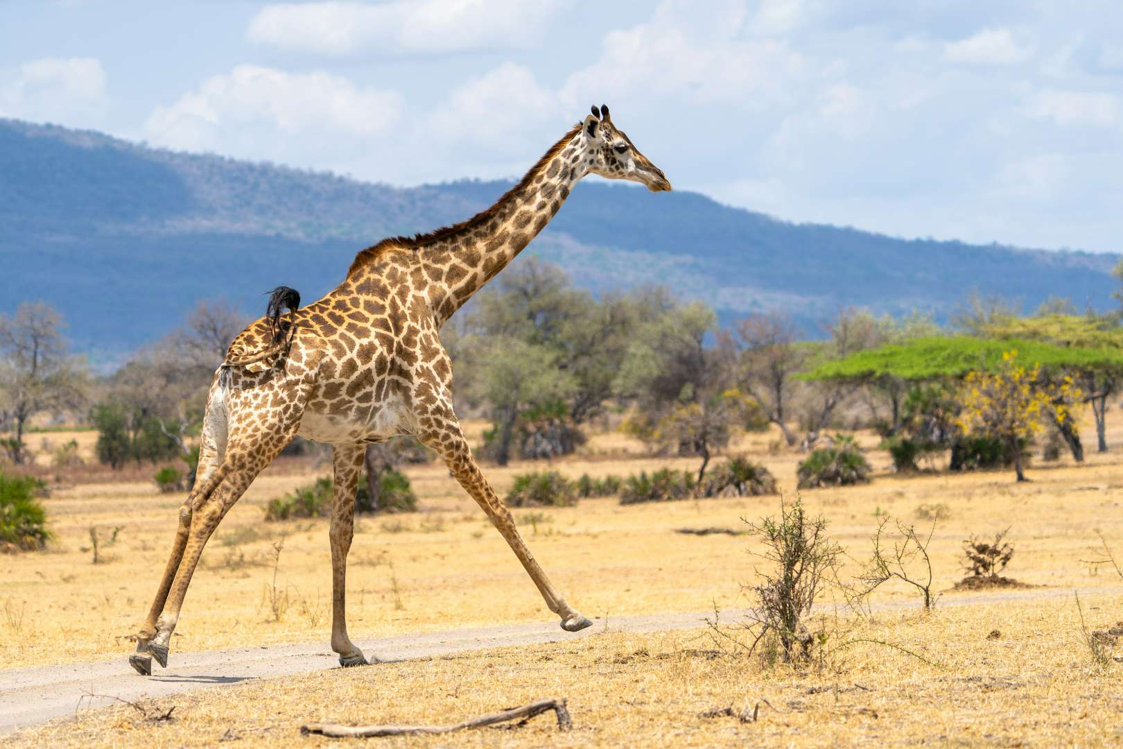 Southern Tanzania Explorer
