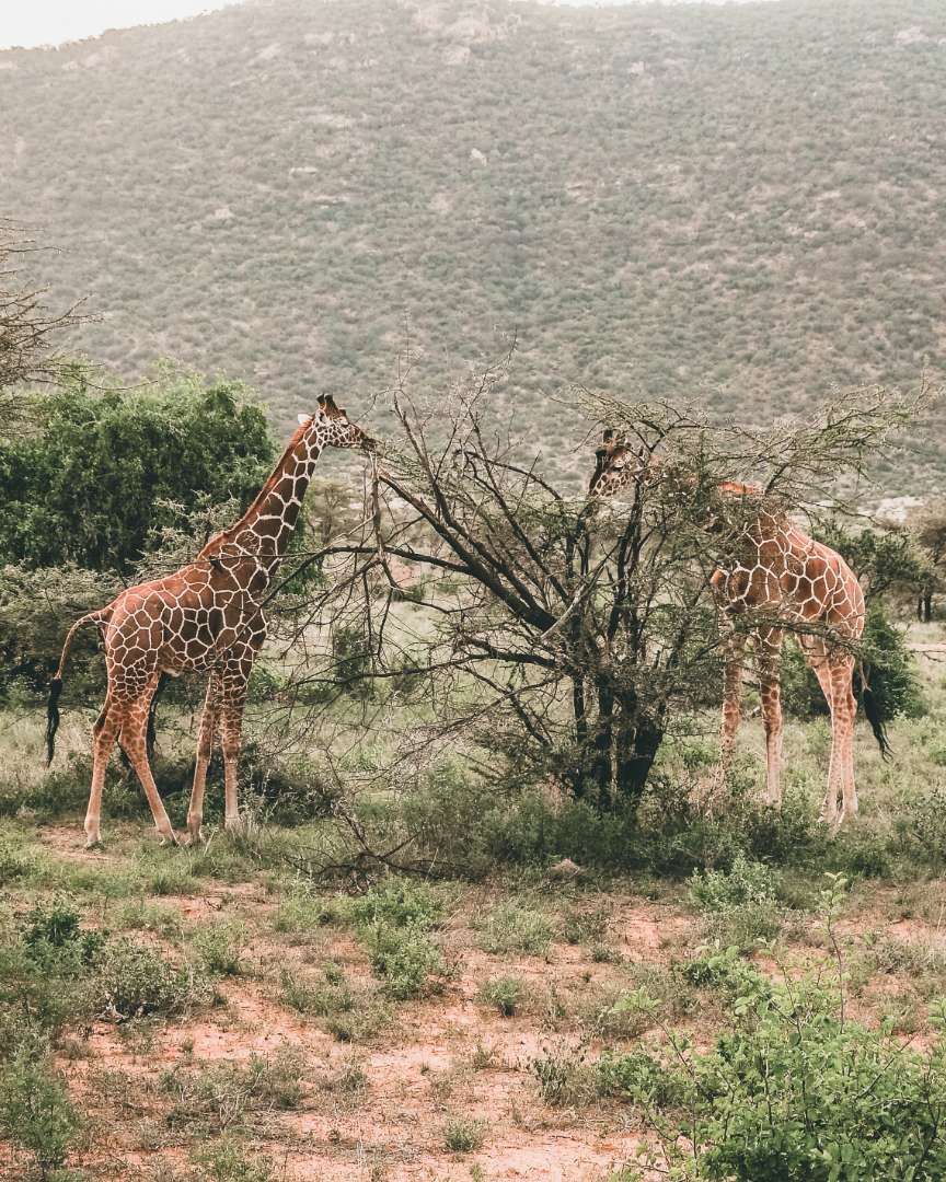 Northern Kenya Expedition