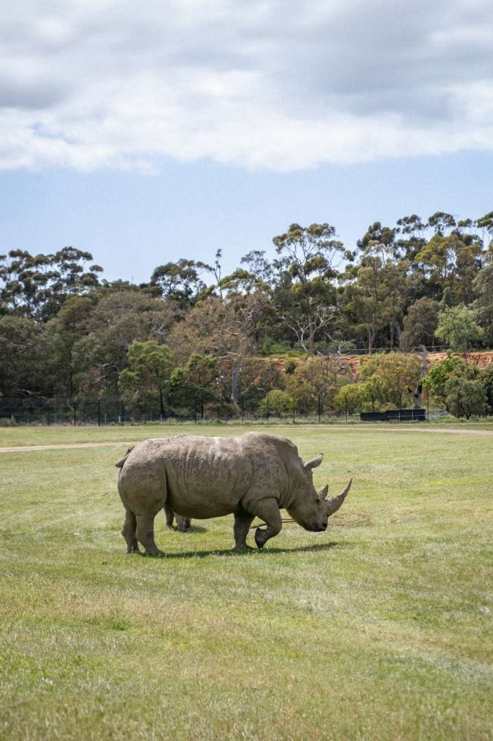 Conservation Safaris