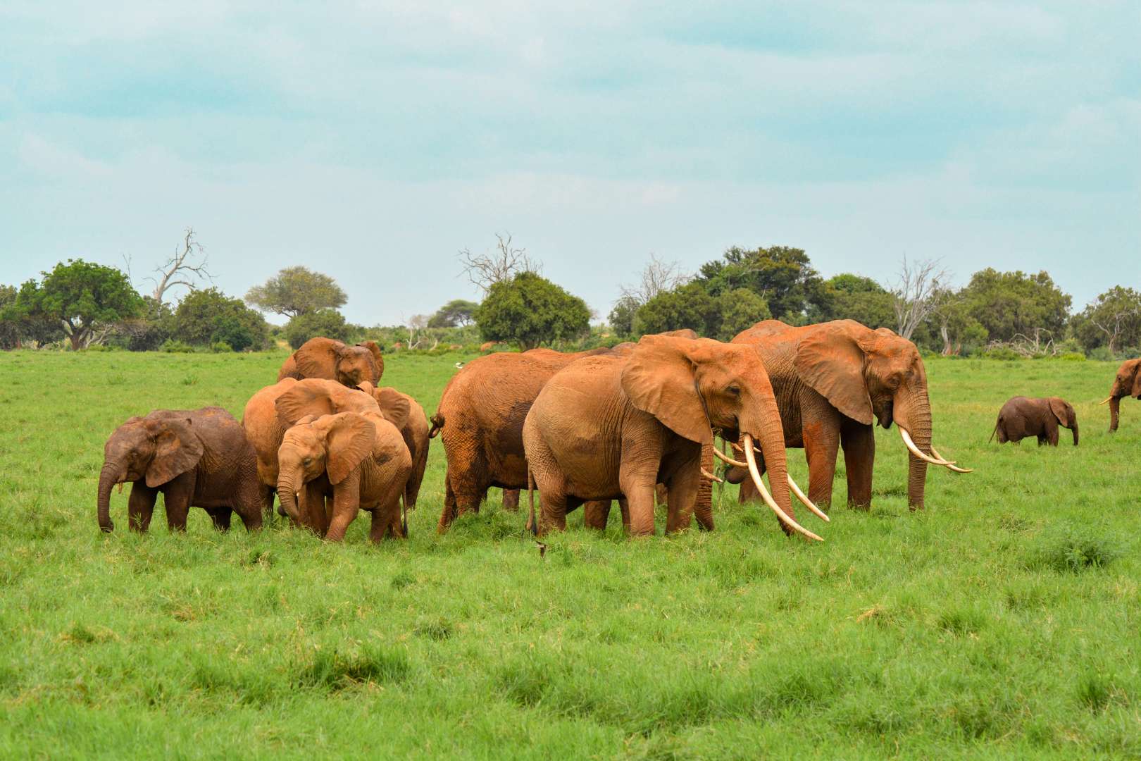 Wildlife Safaris