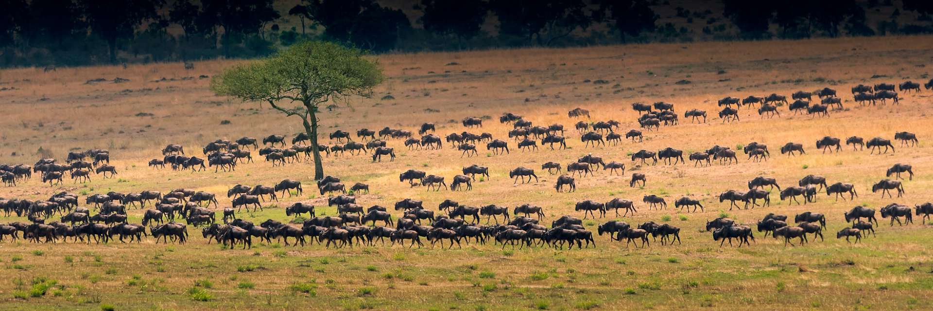 Safari Experiences